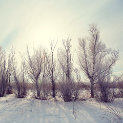 scenic winter landscape