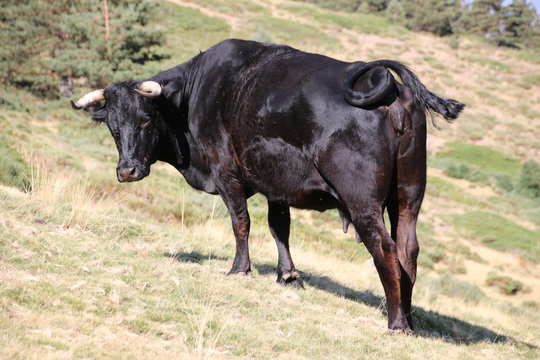 Cow eating grass in the mountains