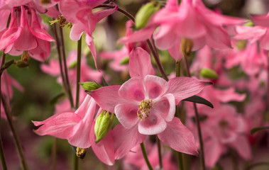 Fototapeta na wymiar Wild pink flower bell close-up in the sun