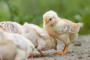 A group chick at farm. 