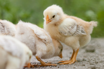 A group chick at farm. 