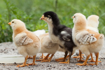 A group chick at farm. 