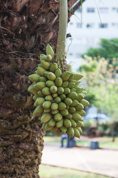 Bacuri fruit from a palm tree in South America