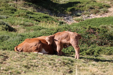 Cow eating grass in the mountains