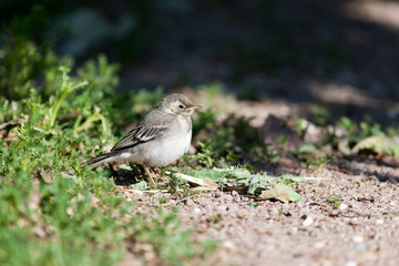 White Wagtail (Motacilla alba)