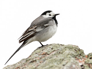 White Wagtail (Motacilla alba)