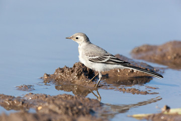 White Wagtail (Motacilla alba)