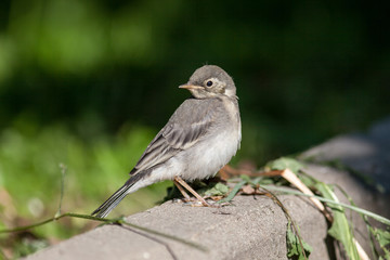 White Wagtail (Motacilla alba)