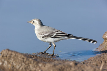 White Wagtail (Motacilla alba)