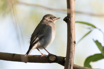 White Wagtail (Motacilla alba)