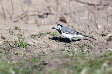 White Wagtail (Motacilla alba)