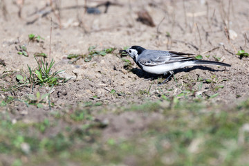 White Wagtail (Motacilla alba)
