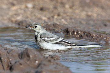White Wagtail (Motacilla alba)