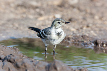 White Wagtail (Motacilla alba)