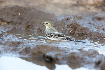 White Wagtail (Motacilla alba)