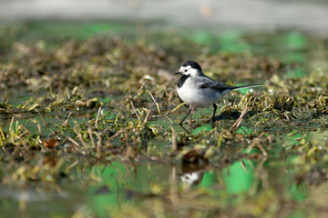 White Wagtail (Motacilla alba)