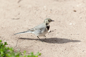 White Wagtail (Motacilla alba)