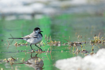 White Wagtail (Motacilla alba)