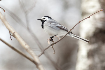 White Wagtail (Motacilla alba)