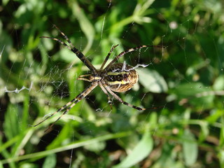 wasp spider sitting on a web green background