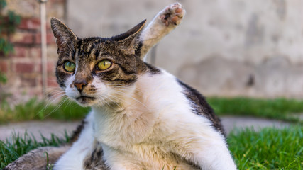 Beautiful Cat with wonderful eyes