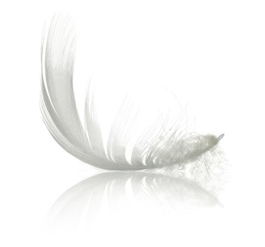 White swan feather with reflection. Isolated on white background