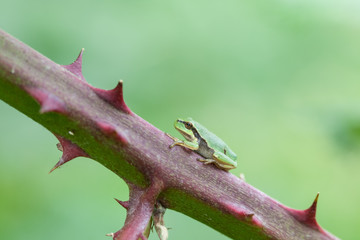 European tree frog