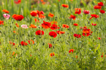 Red Poppies many stems in garden catching light