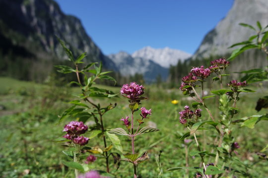 Alpenblumen
