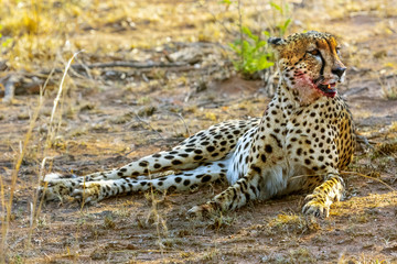 South African Cheetah (Acinonyx jubatus) after hunting. South Africa, Kruger National Park