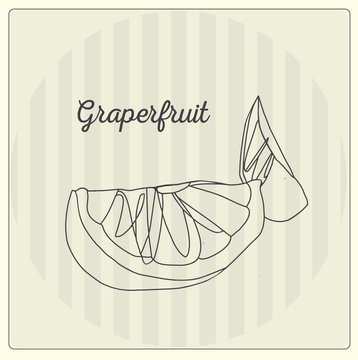 Grapefruit. Vector line illustration. Sketch, doodle. 