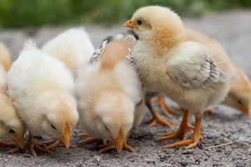 A group chick at farm. 