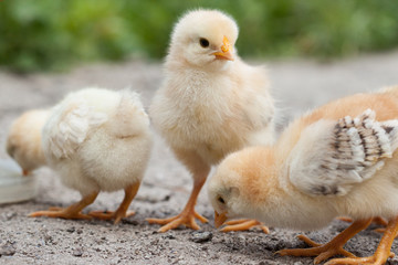A group chick at farm. 
