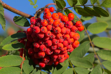 Rope ripe viburnum illuminated by the sun. Nature