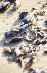 Muscheln am Strand