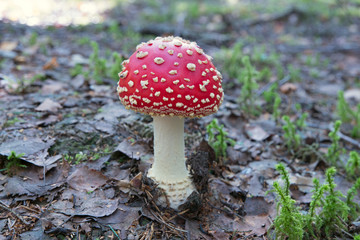 One fly-agaric mushroom in forest.