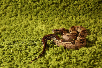 Emperor boa (Boa constrictor imperator) on green background