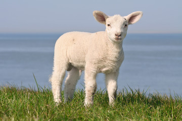 Lamb on the seawall