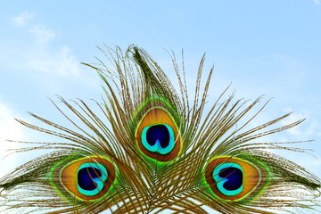 Beautiful peacock feathers in sky background with text copy space