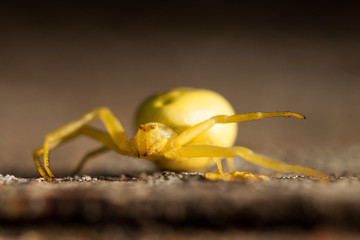 Yellow spider. 