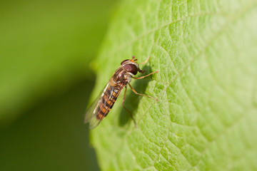 Hover fly on the leaf.
