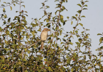 Bird on a tree among green leaves