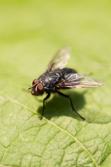 Insect fly on the leaf.