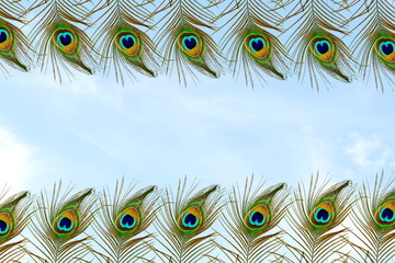 Beautiful peacock feathers in sky background with text copy space