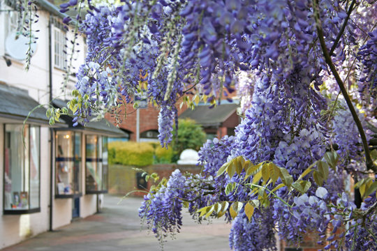 Wisteria, White Lion Walk, Banbury - Oxfordshire, UK. One of the oldest in the country and in the 1920s it was known as the longest. Shopping walk in soft focus through wisteria.