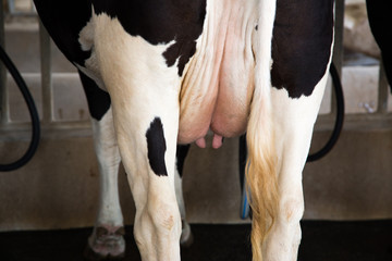 Dairy cow in milking facility in process