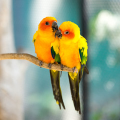 Close up on sun conure playing with its mate