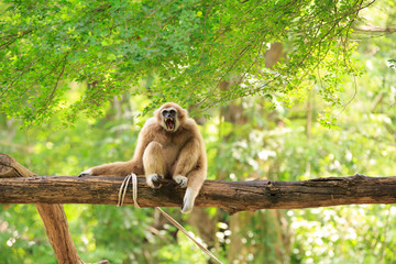 Golden gibbon sitting on a tree's branch looking