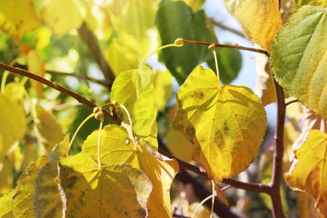 Linden branches with yellow leaves in soft focus. Colors of autumn.