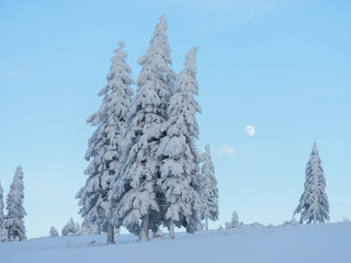 Winter landscape with the beautiful snowy trees